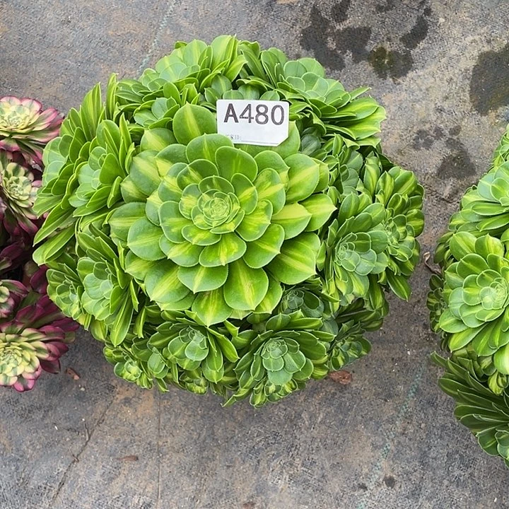 未**期翡翠琉璃多肉法师。 480