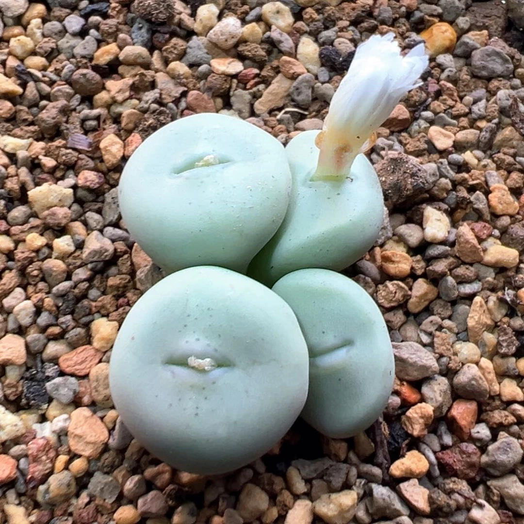 185多肉4头优选白花大g一棵