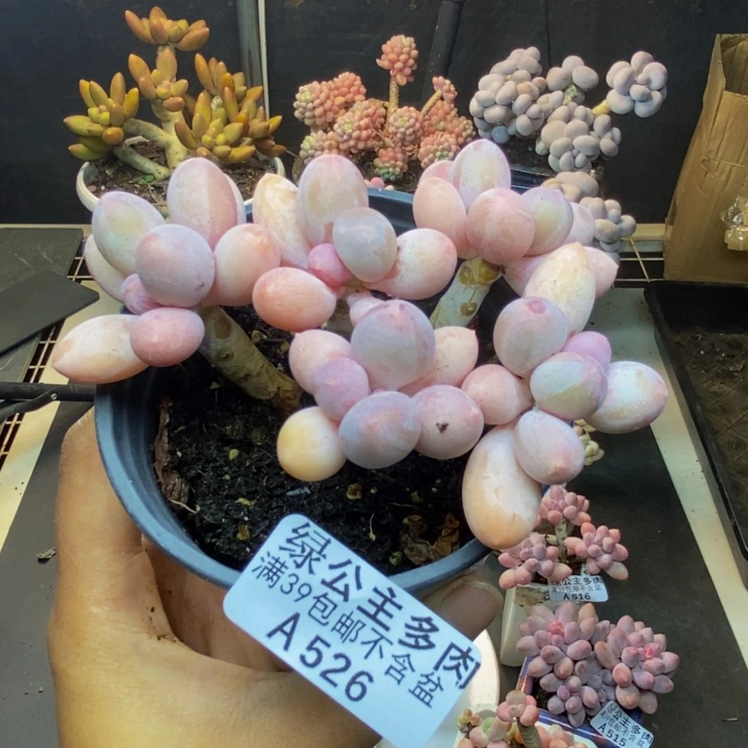 526香水手指奶多肉8c m