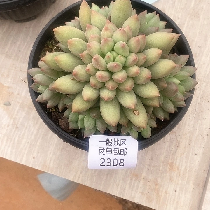 【闪购商品】2308多肉植物盆栽
