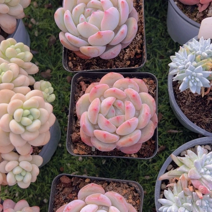 健健康康平平安安