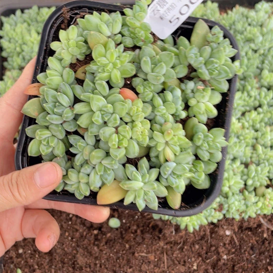 云糖心多肉植物500