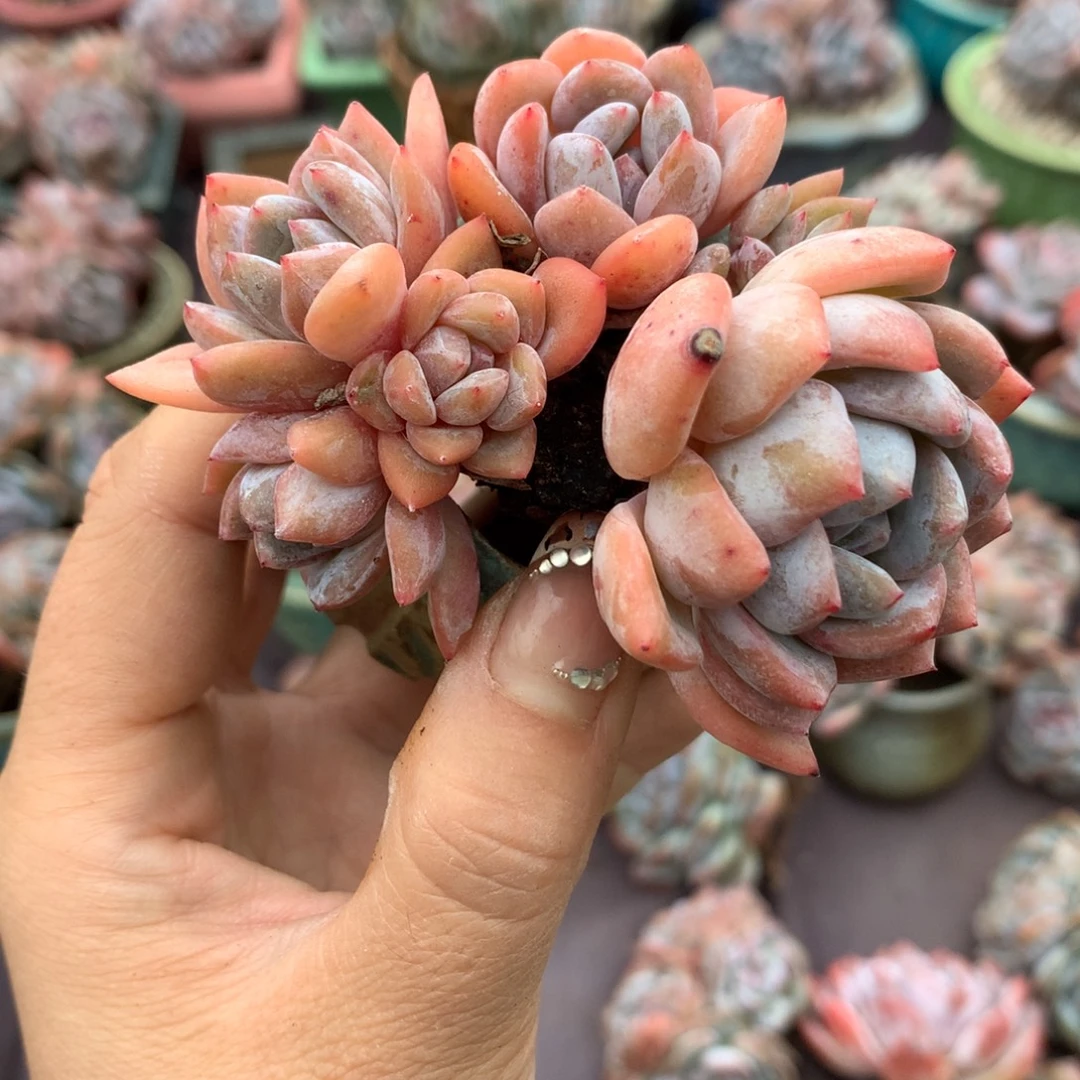 有砍6头哈哈哈哈哈哈哈哈哈哈哈
