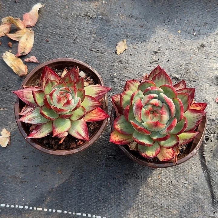 160两颗啊好喜欢你啊好