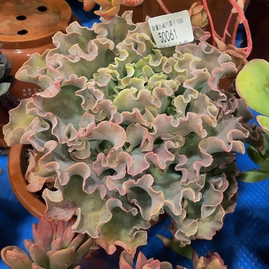 前**事高莎50061多肉