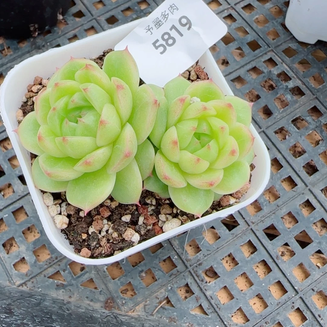 冰云，5819多肉植物
