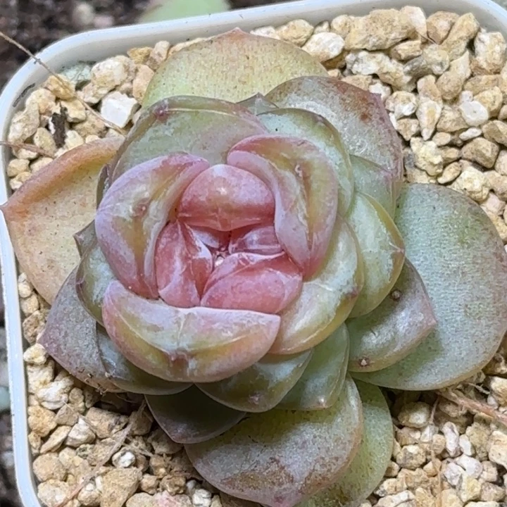 112号绝绝子珍妮一颗