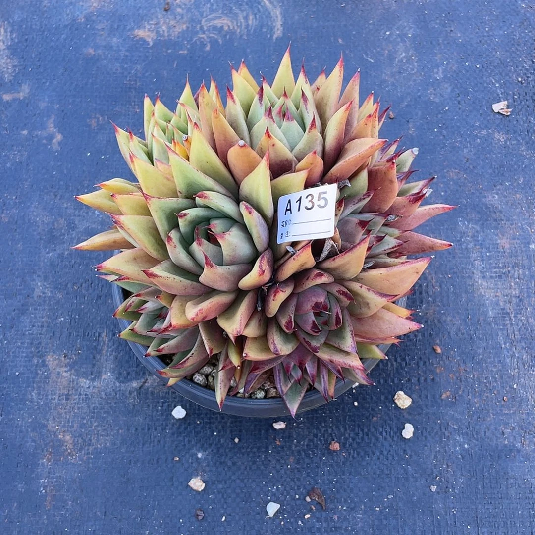 若如东云单拍A135