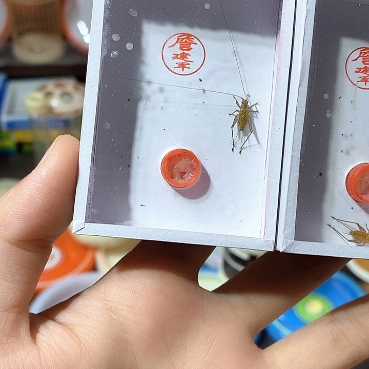 长须大黄蛉一只———————