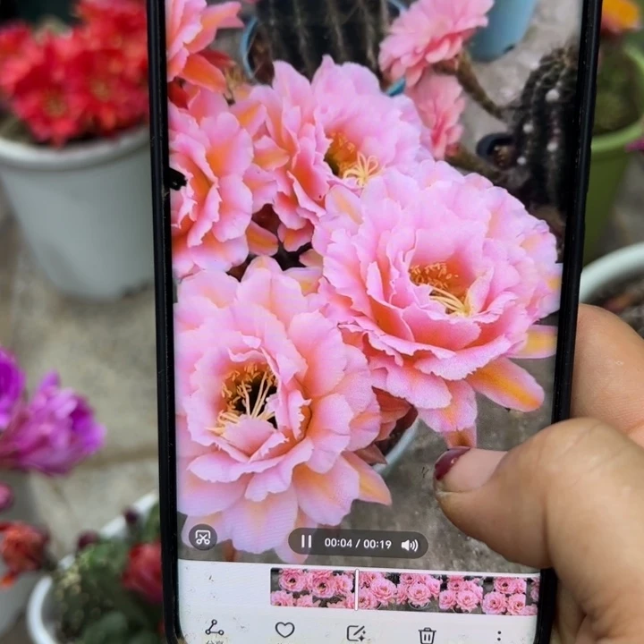 下17毛粉桃精灵根歪5公分左右脱土发货20包邮