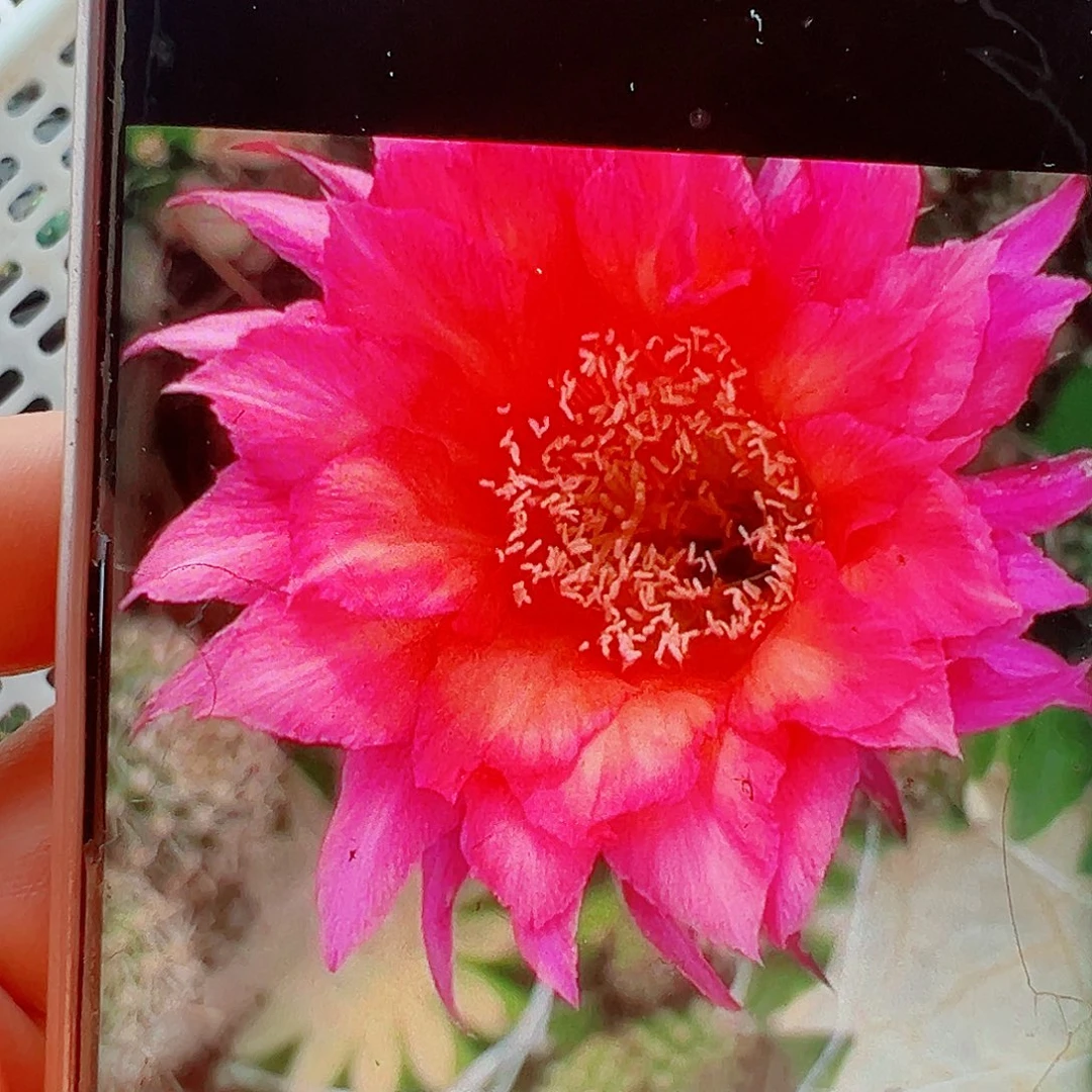 丽花骄阳侧芽 20 包邮