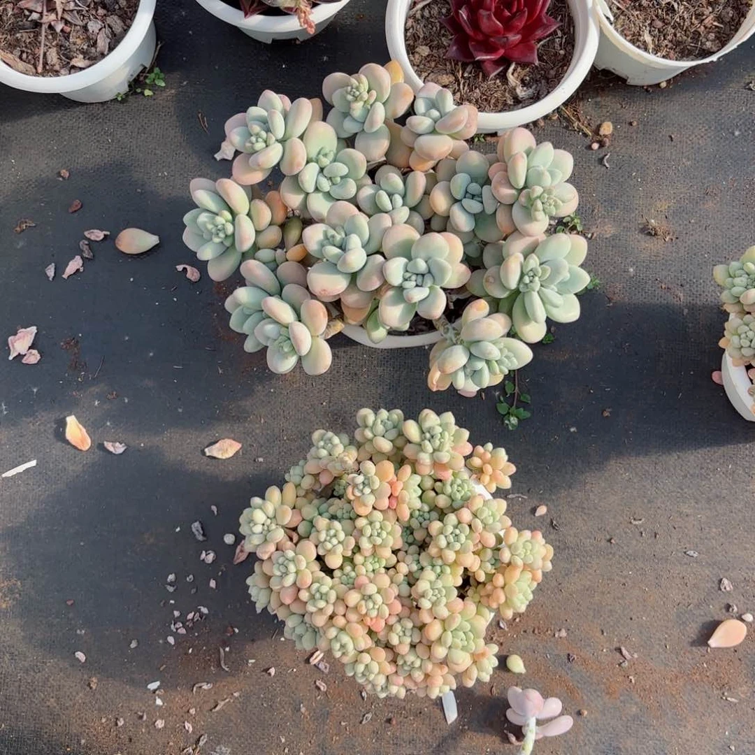 a****汁洛神，洛可可各一盆9-28.29。