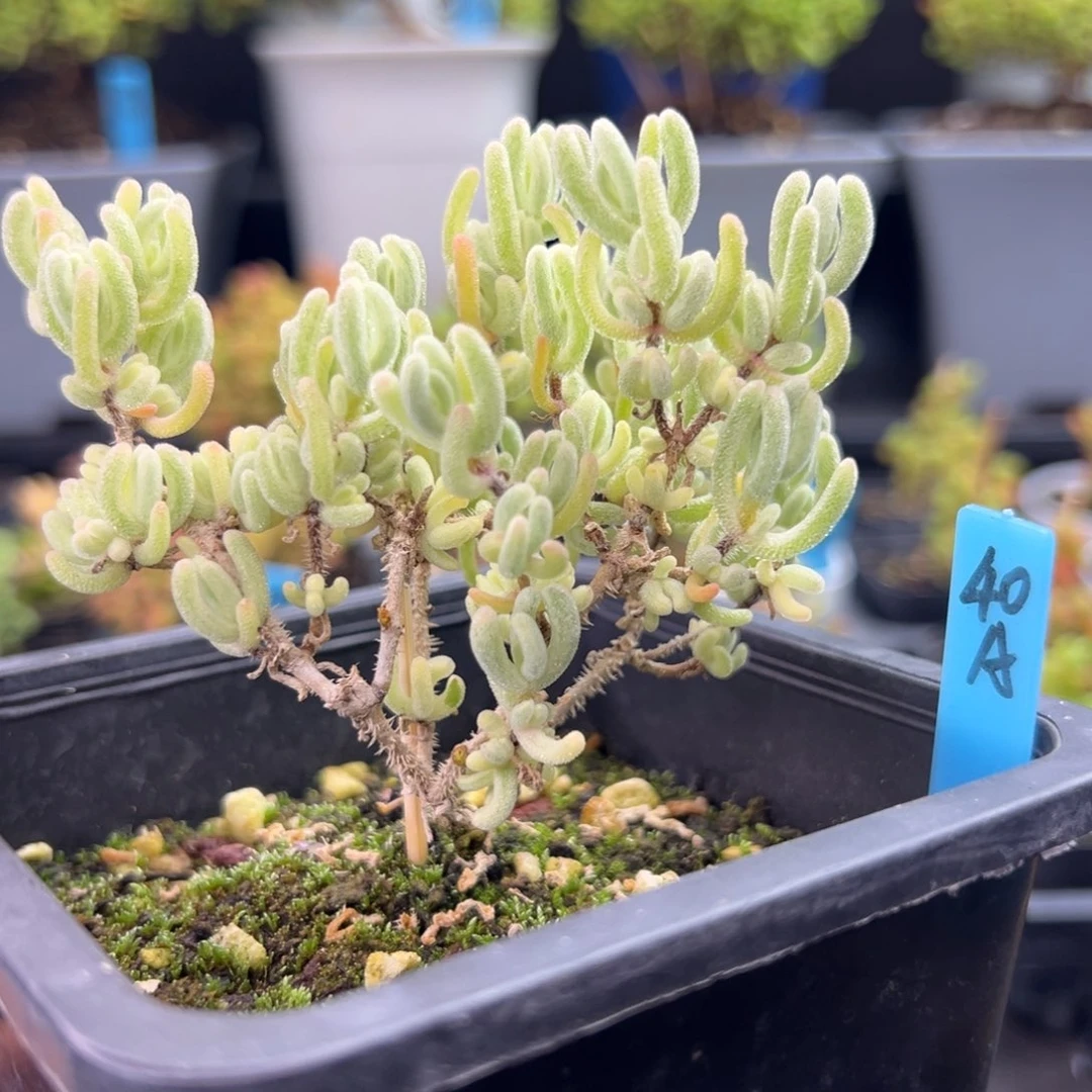 老桩橙叶锦40号10厘米盆