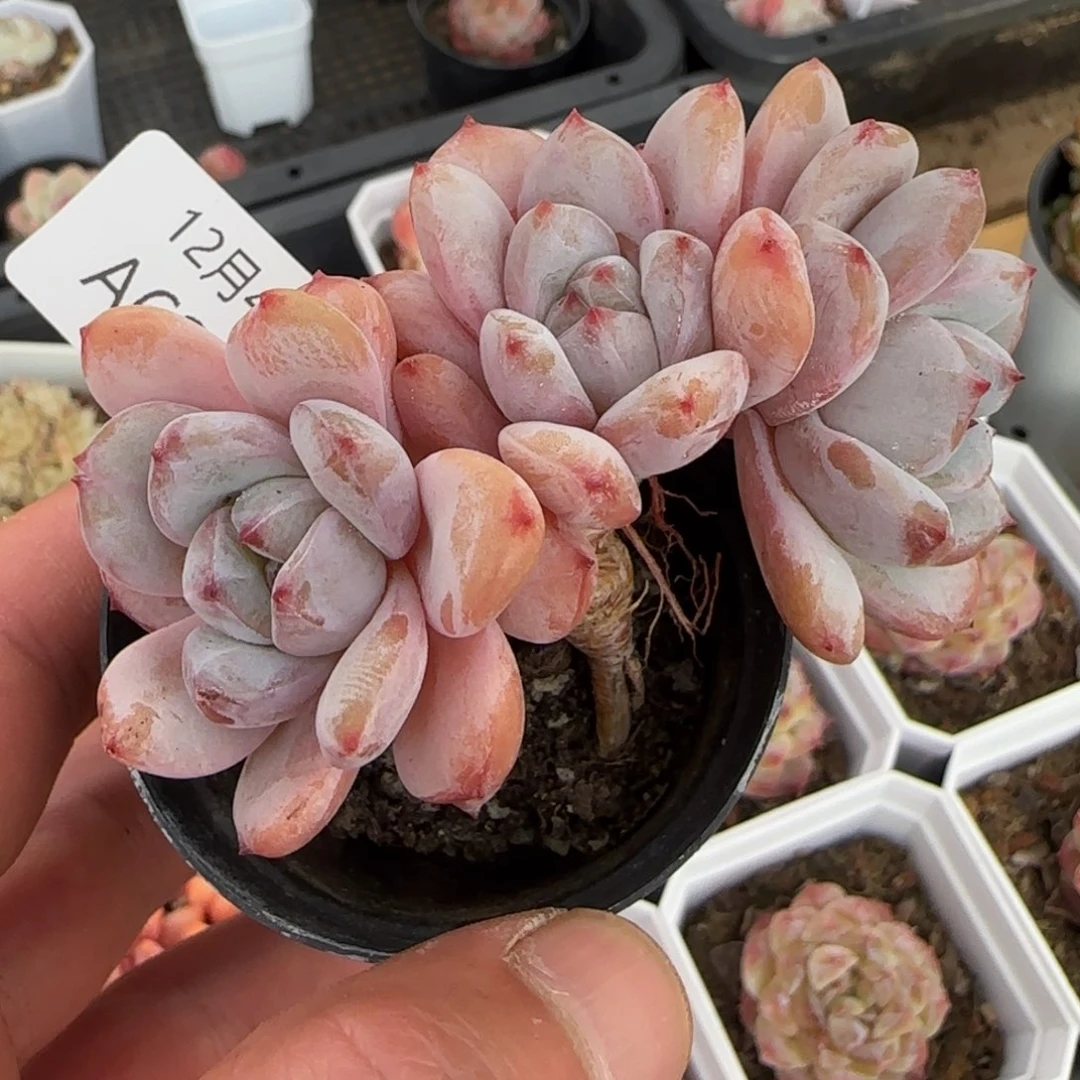 星星雪老桩一颗脱土