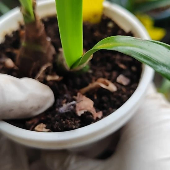 双凤蝶2包对版，不包养护