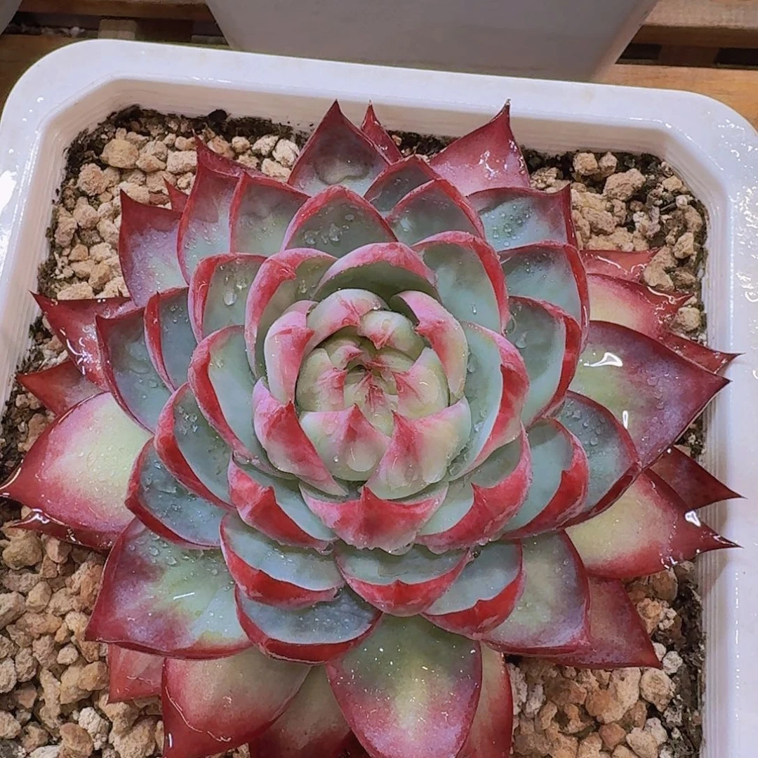 惊鸿仙子多肉一物一拍