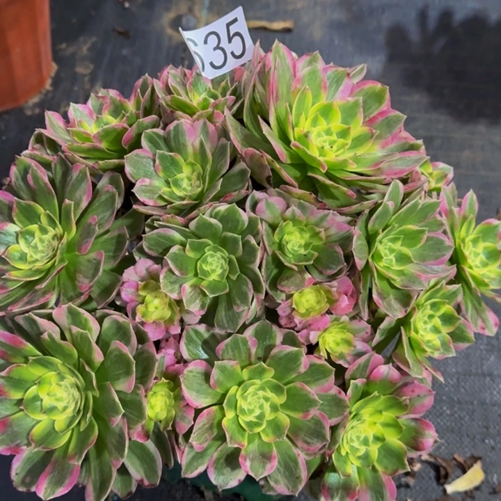 0000000000000635玉芙蓉