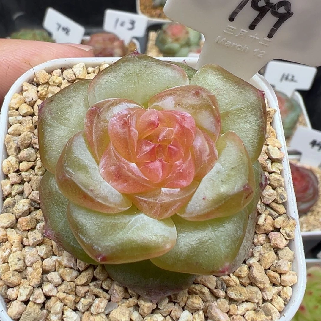 199号星域 晗雨多肉