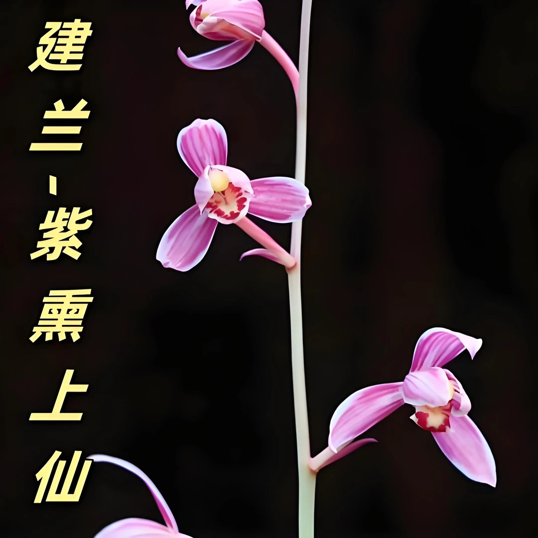 建兰铭品紫熏上仙室内花兰花好养易活