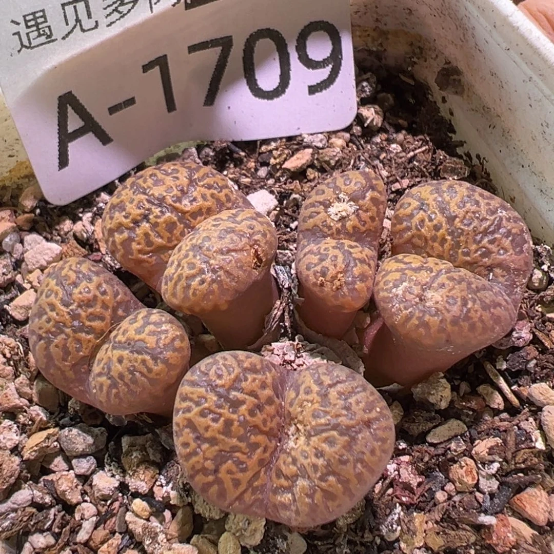 多肉植物11111111111111