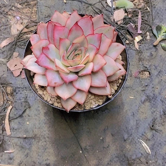飘月光女神锦多肉植物