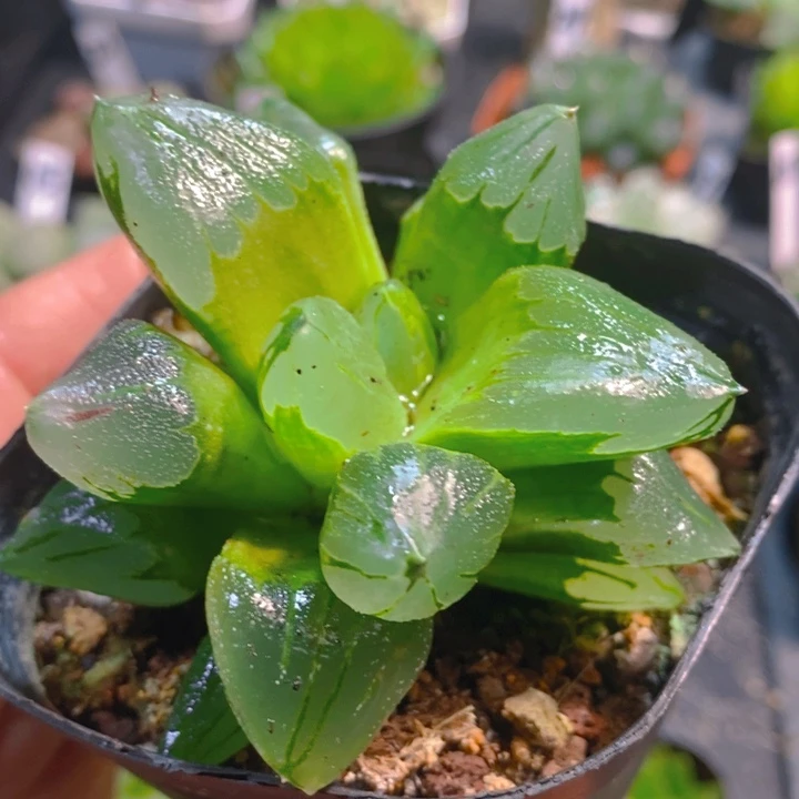 冰城寿玉露多肉植物