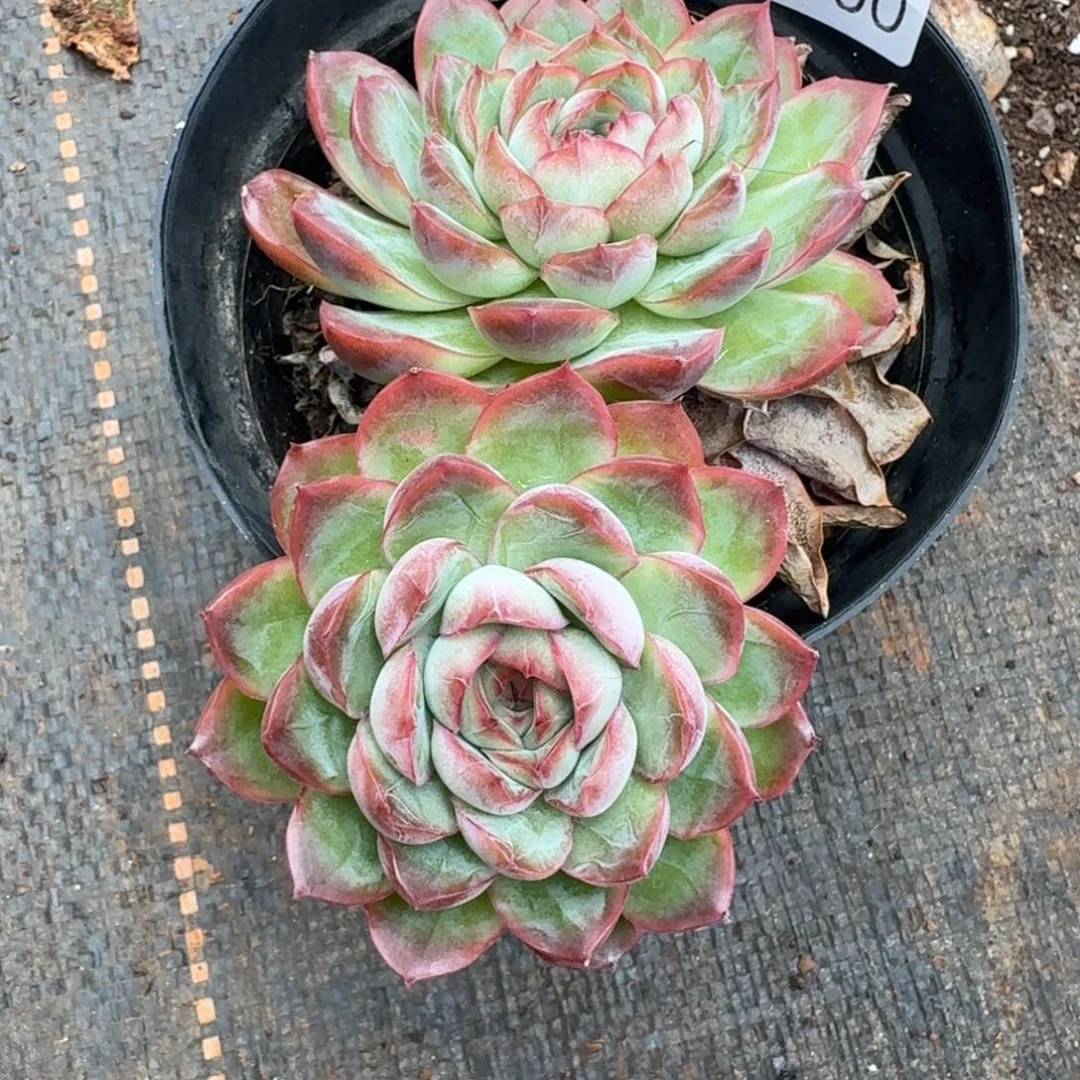 陈***糖8100杂交多肉植物基地