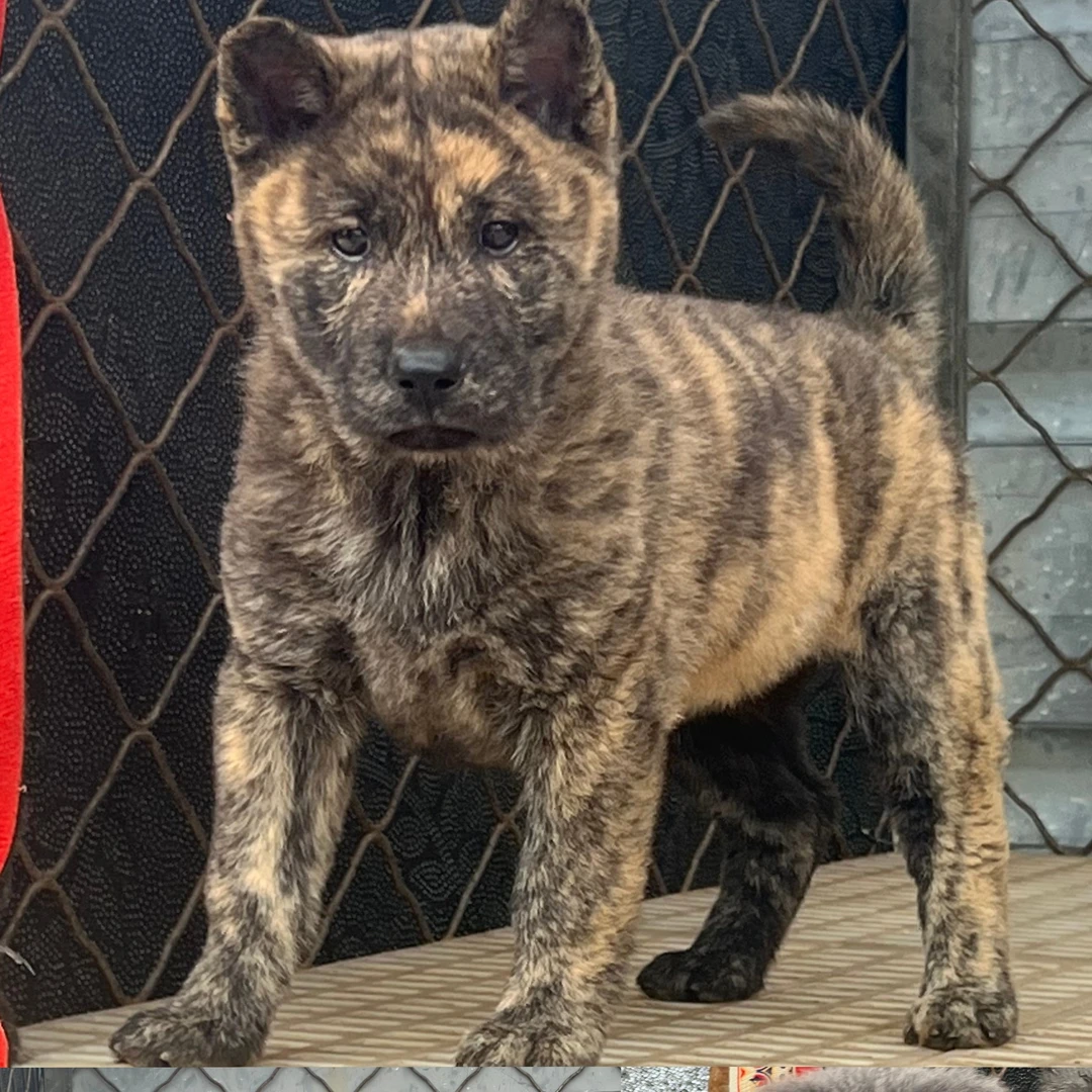 中华田园犬虎斑小狗五黑犬黄狗白面五红犬活体宠物幼崽看家护院