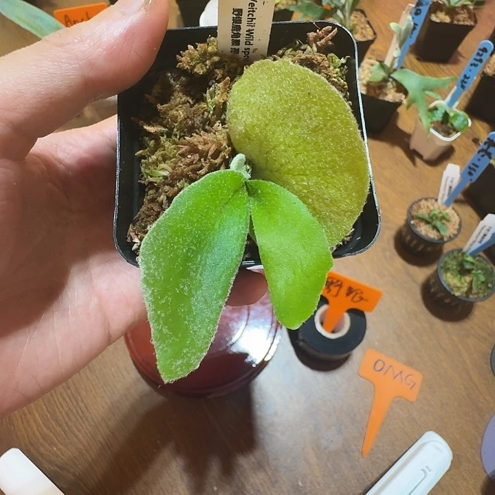 无花朵鹿野直播间竞拍野银