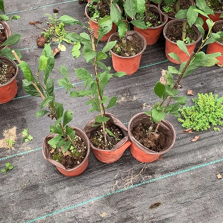 无花朵姬花梨嫁接苗58.8