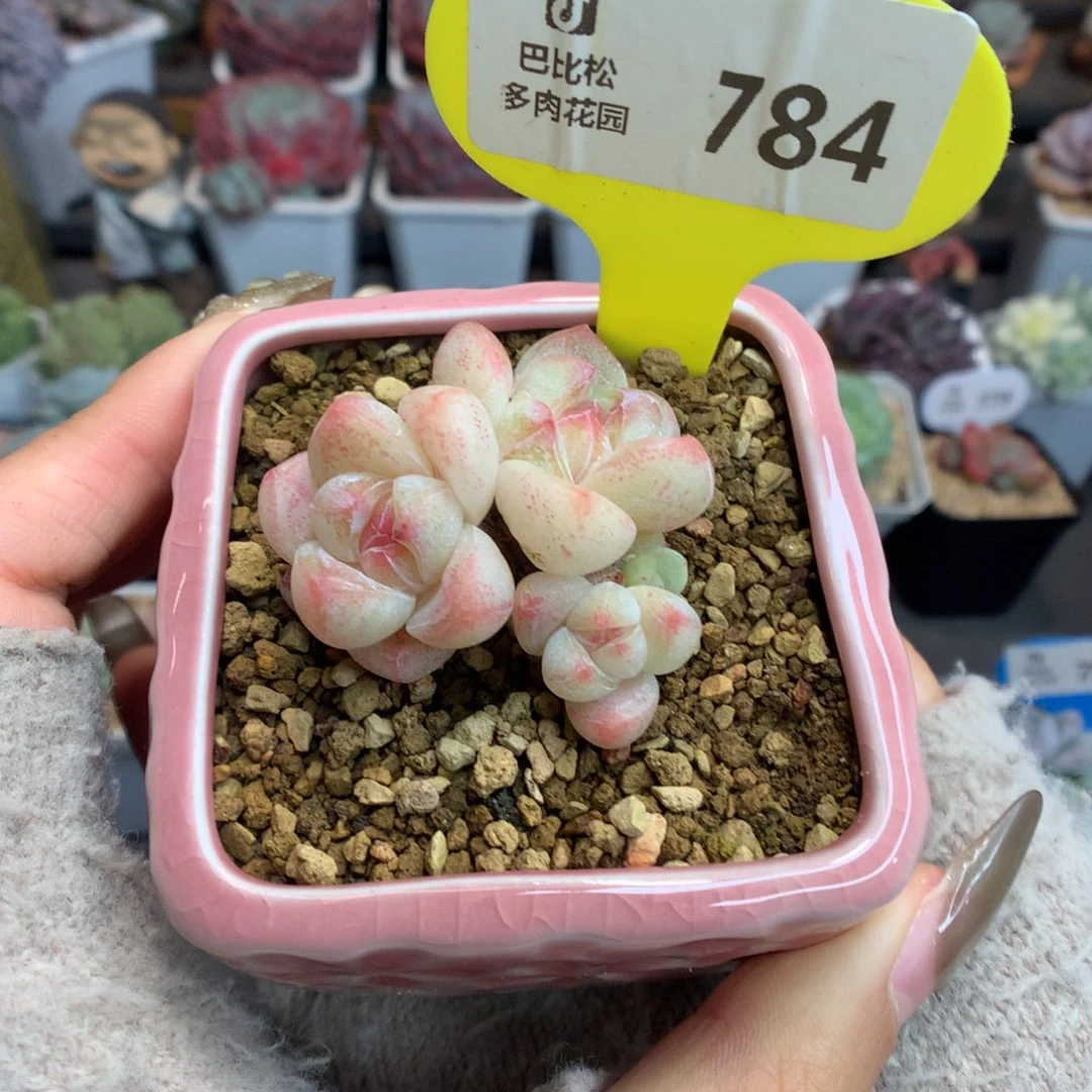 784冰玉多肉植物一物一拍