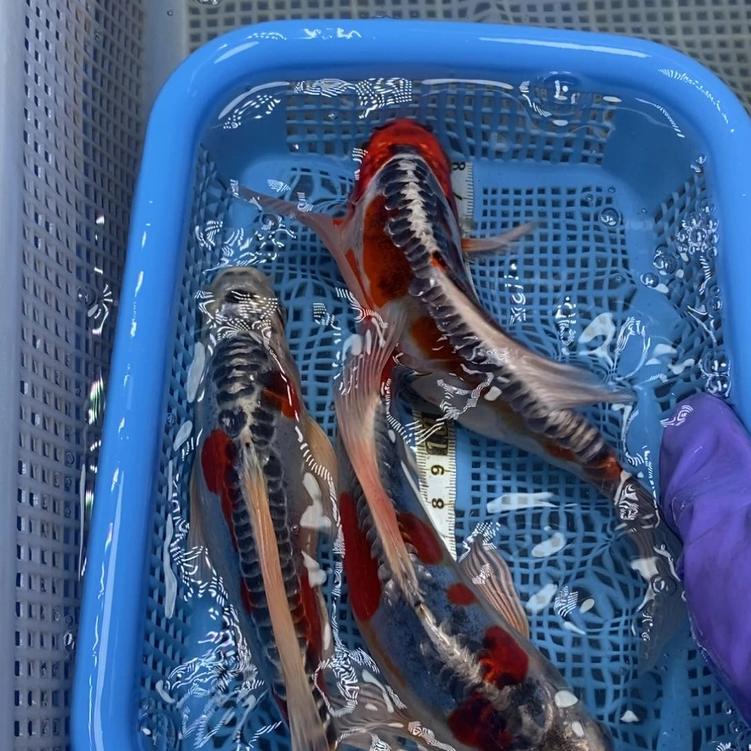 锦鲤冷水锦鲤包邮