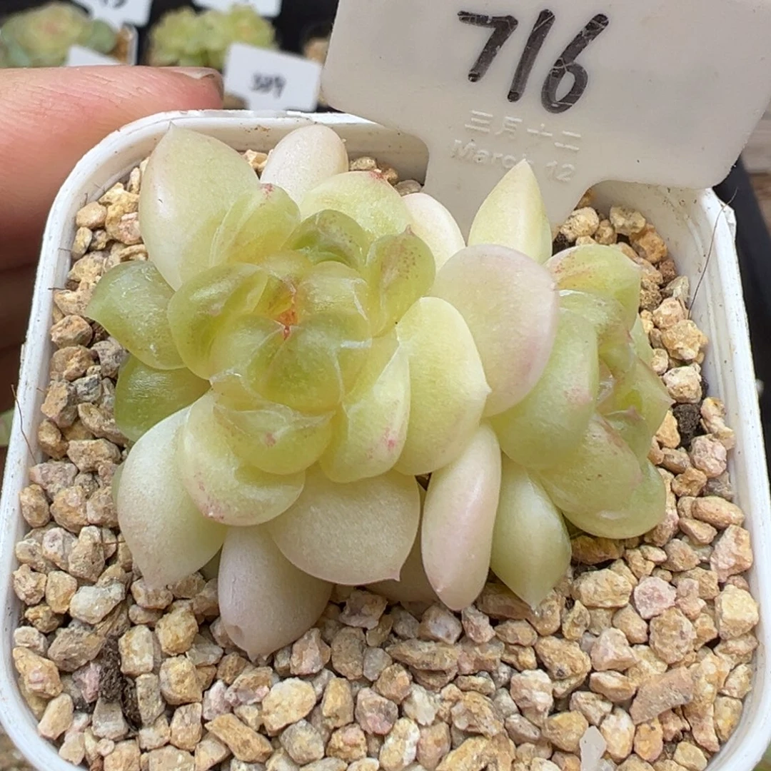 716号财富密码现金