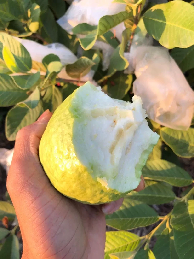 【只发新疆】白心奶油芭乐番石榴软糯大果毛重1.9公斤乌市九鼎直发