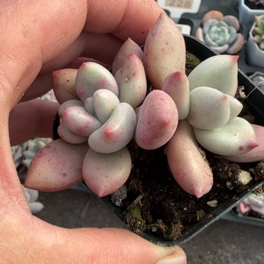 39桃花源多肉植物多