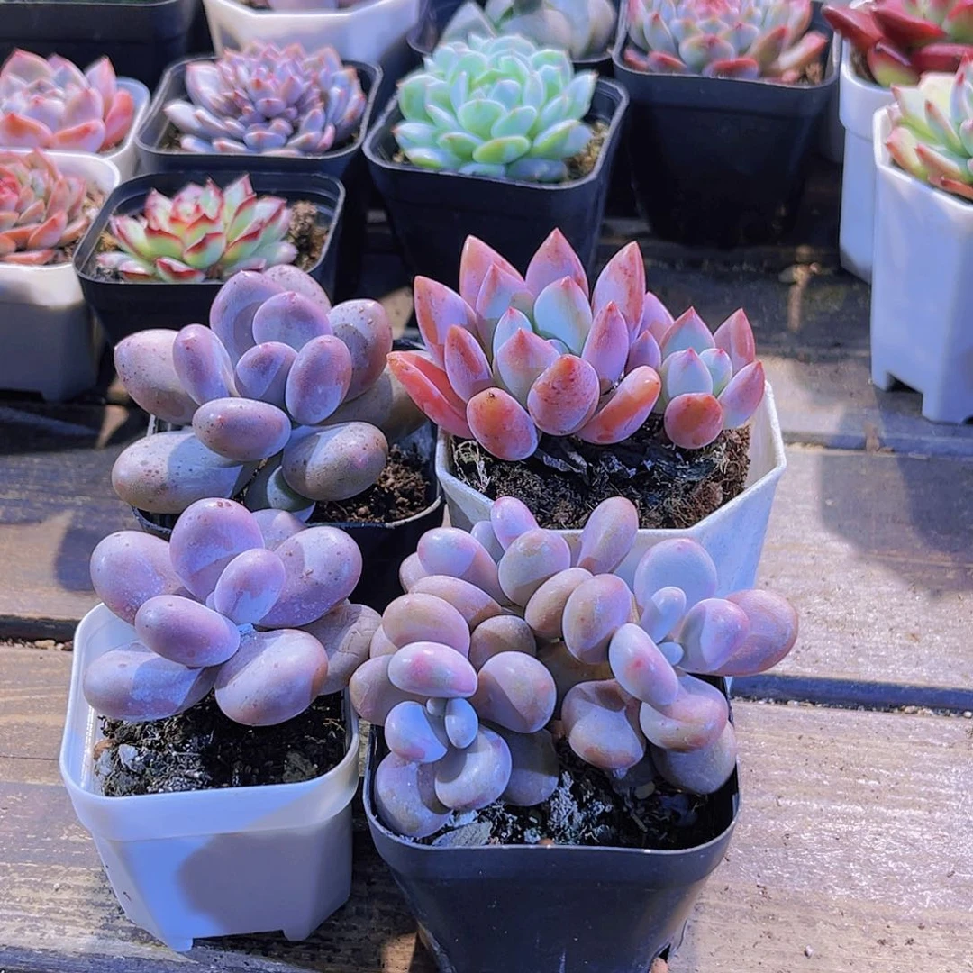 桃蛋。奥普。桃美人。奶酪