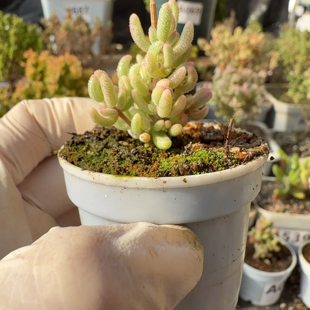 A112红宝石锦尺寸小28元包邮