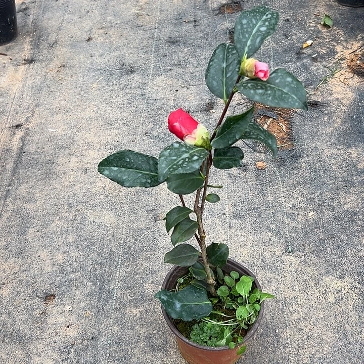 大部分花苞少量开放，佐渡瑕疵