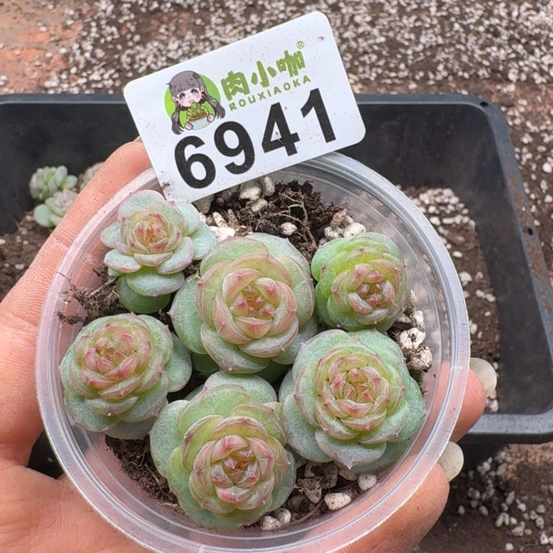 多肉植物多肉植物