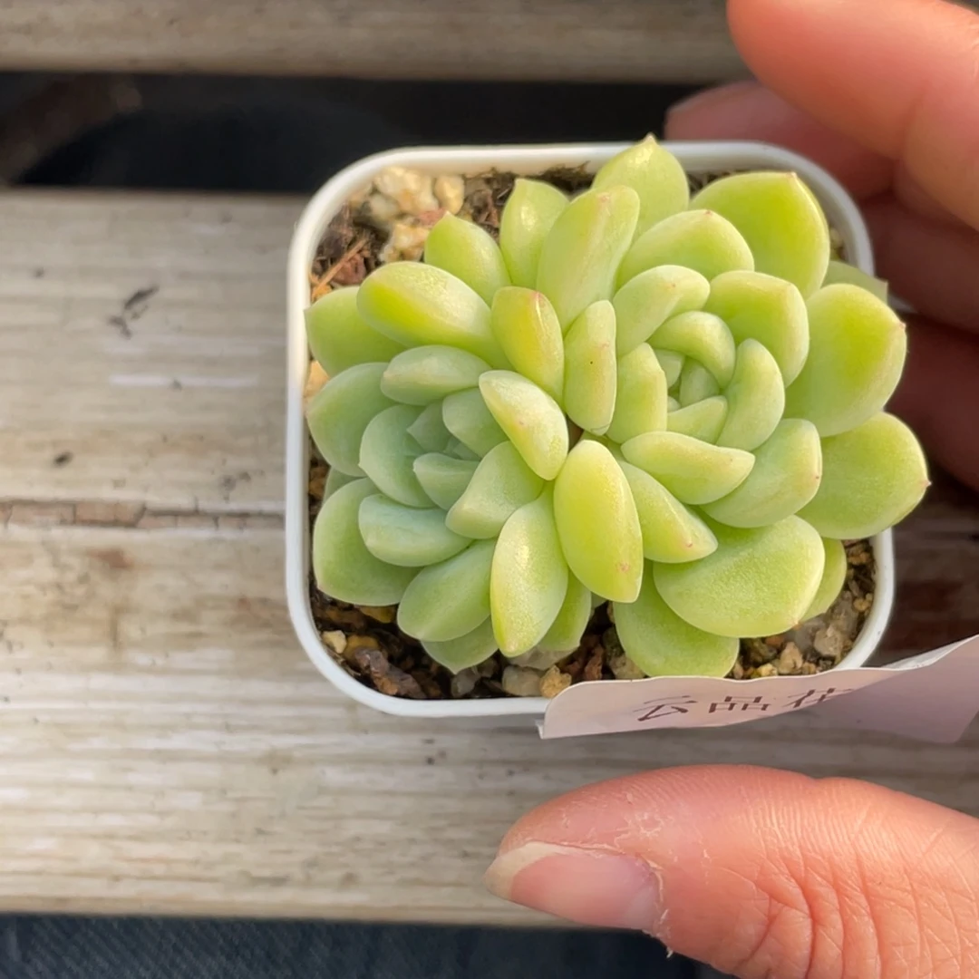 77号糖心冰心珍妮 碧玉