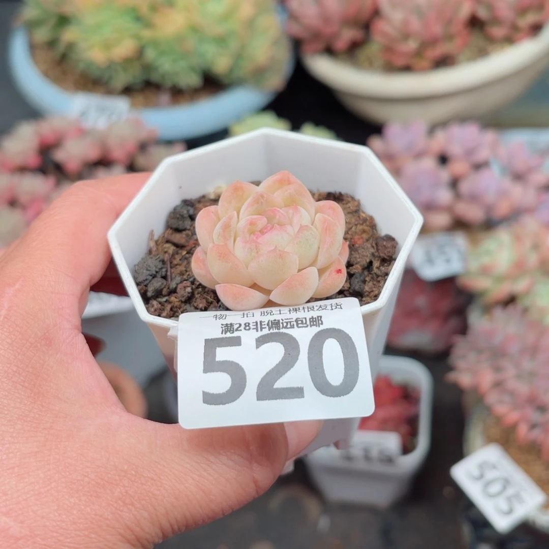 白桃多肉无盆土发货