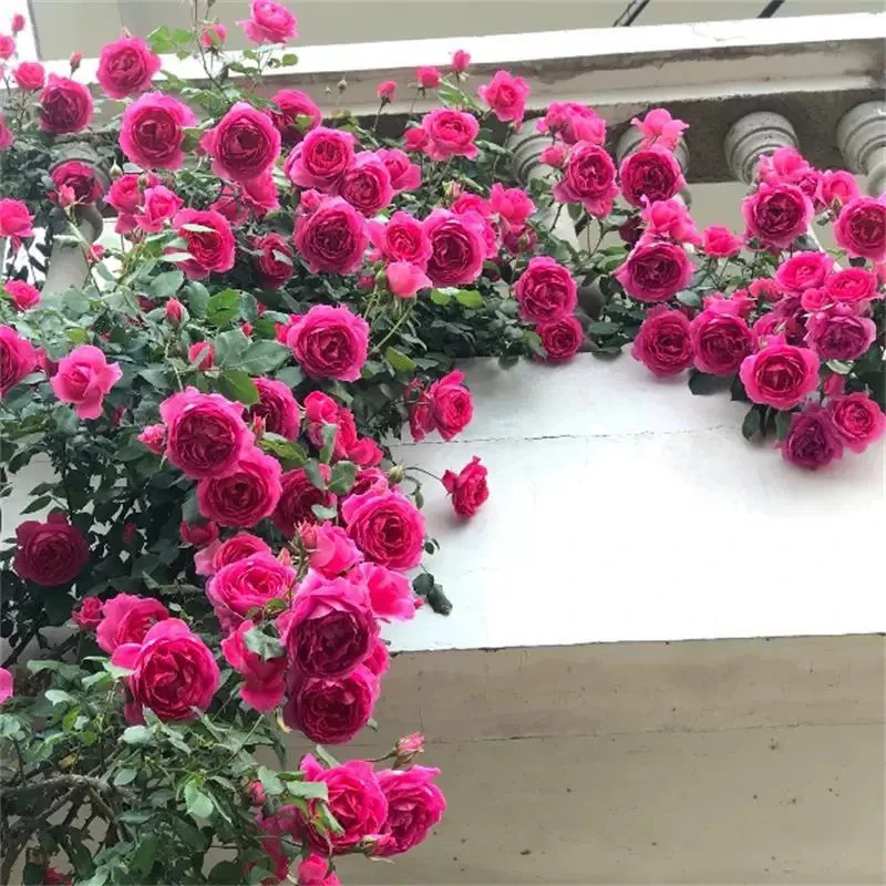 大游行藤本月季花大花浓香型庭院阳台爬藤植物蔷薇花苗爬藤月季
