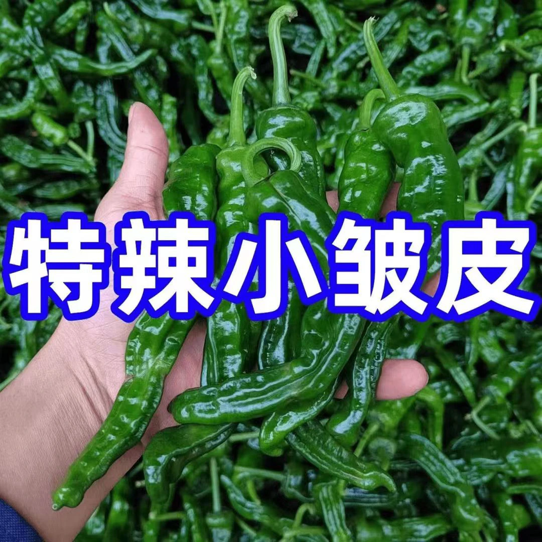 新鲜现摘现发蔬菜特辣薄皮香辣小皱皮现摘现发辣椒青椒