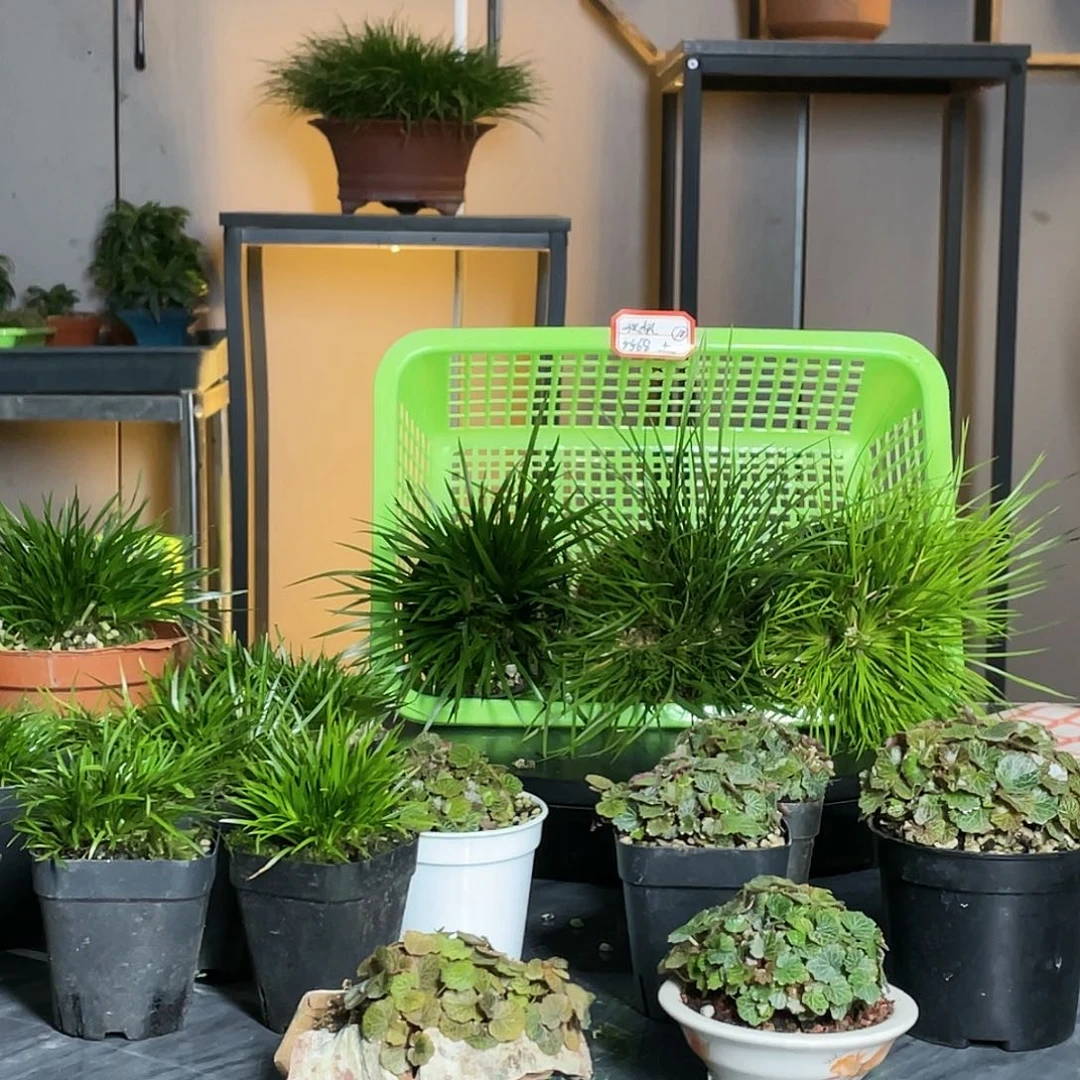 【闪购商品】不开花植物