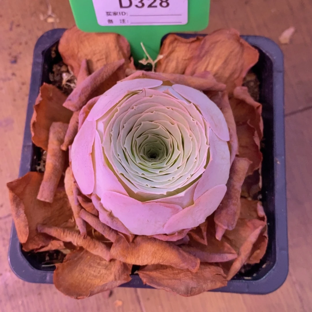 风***丽山地玫瑰一物一拍328