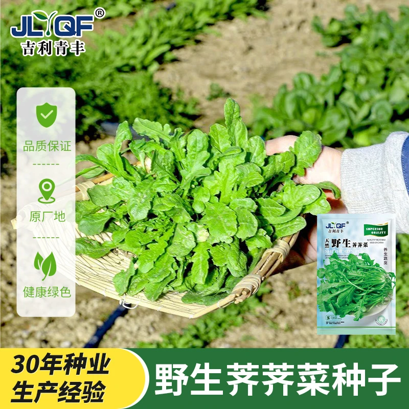 【大叶荠菜种子】农家四季春野菜种籽食用盆栽荠菜种孑青菜蔬菜