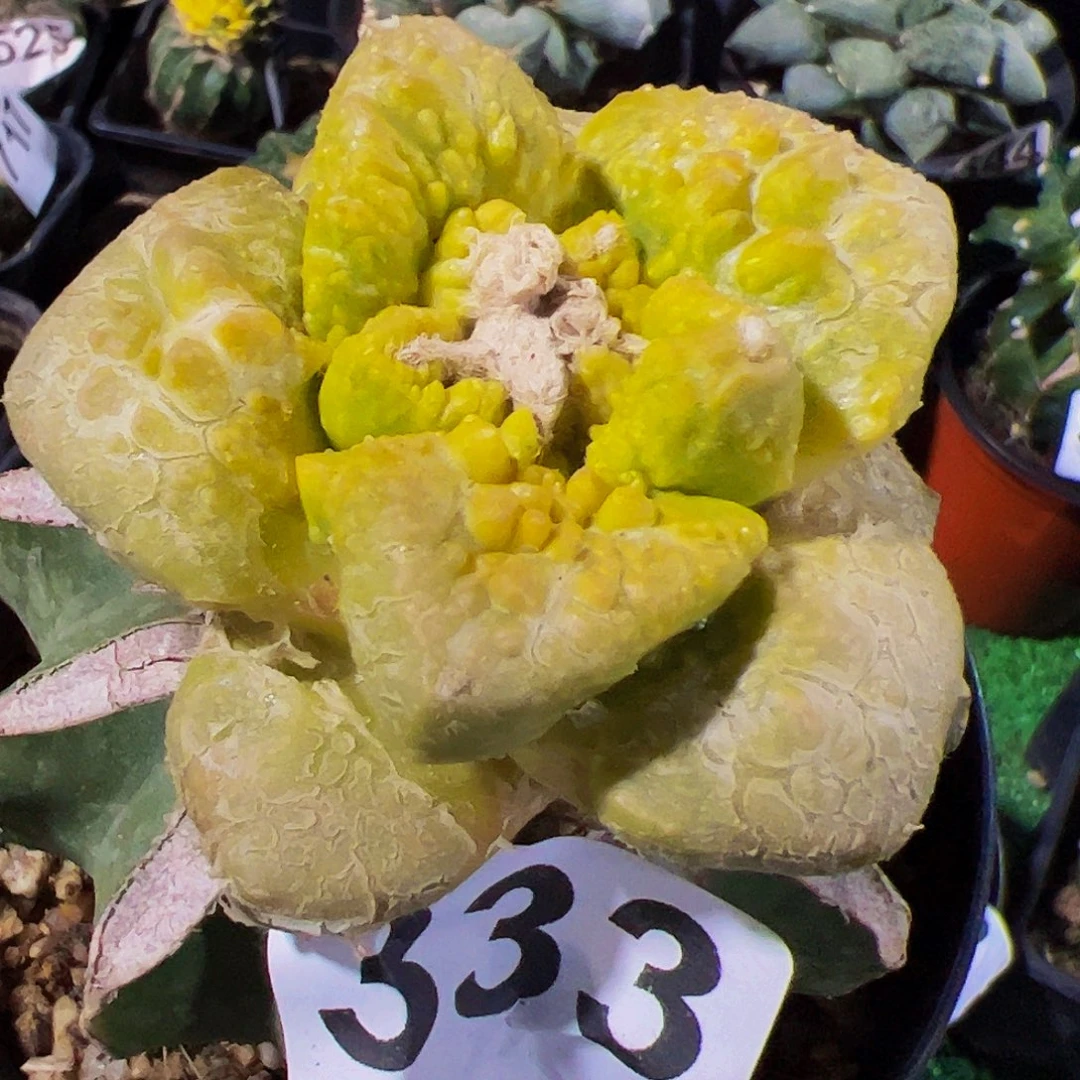 无花朵福利龟甲连山牡丹锦333