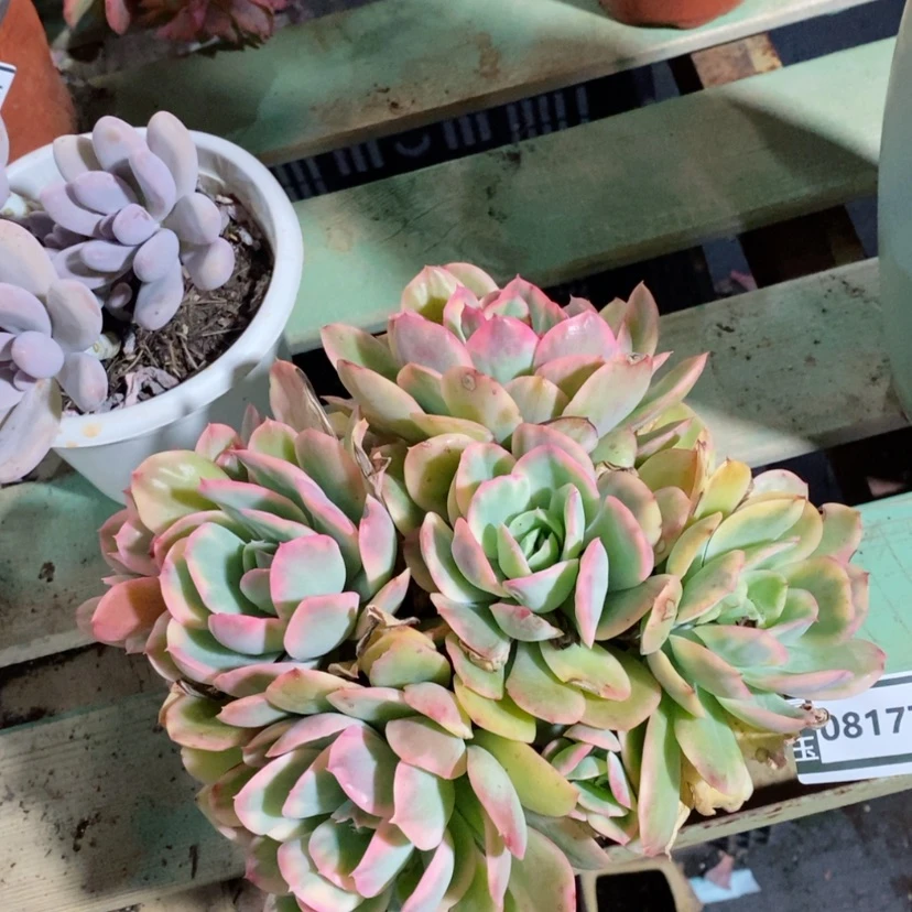 【闪购商品】绮罗锦08177