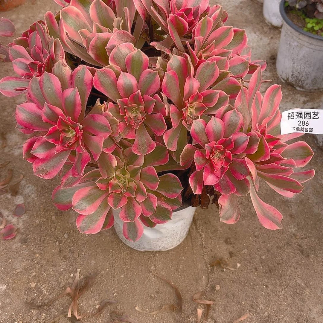 女妖多肉植物大颗286