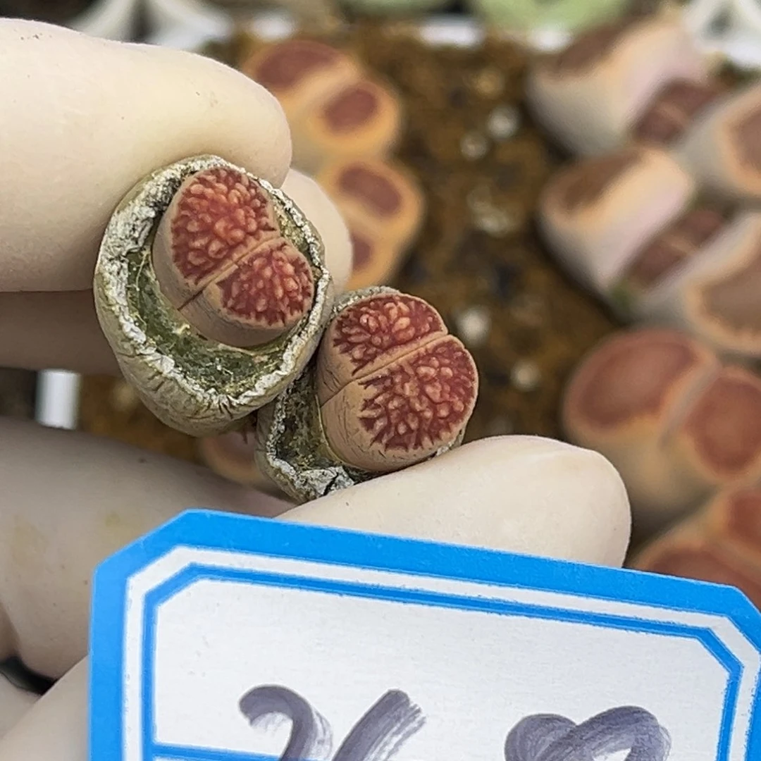 一*248号一颗好看的长腿菊